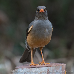 Turdus abyssinicus