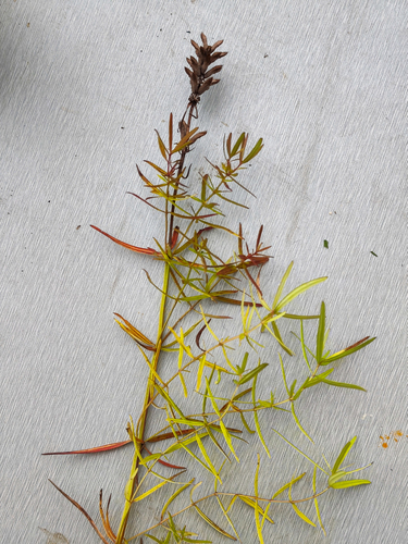 Dracocephalum ruyschiana, 2026-10-04