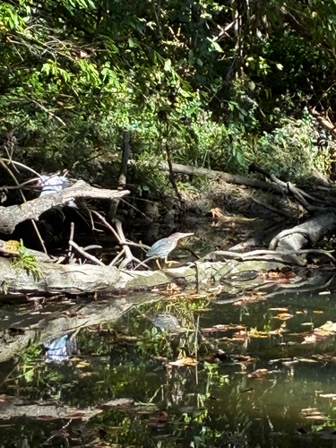 Green Heron