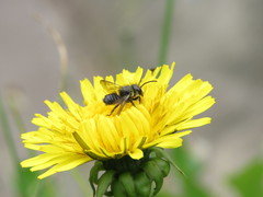 Megachile amparo