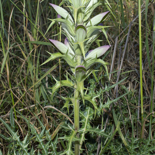 Acanthus spinosus