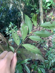 Magnoliopsida