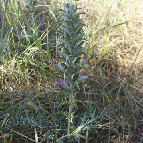 Acanthus spinosus