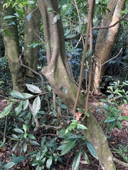 Magnoliopsida