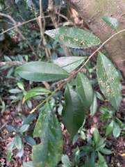 Magnoliopsida