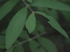 Lonicera caerulea edulis