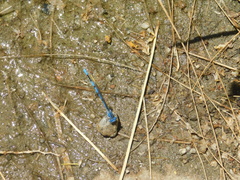 Argia agrioides