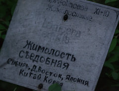 Lonicera caerulea edulis