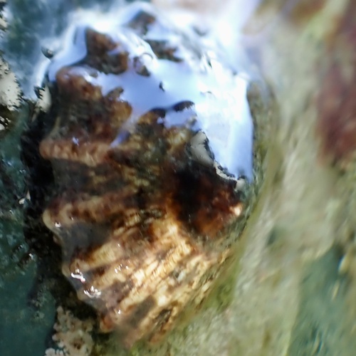 Lottia conus observed 2026-10-06