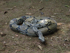 Boa constrictor constrictor