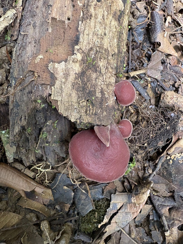 Auricularia fuscosuccinea observed 2026-10-06
