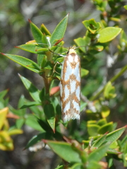 Myrascia bracteatella