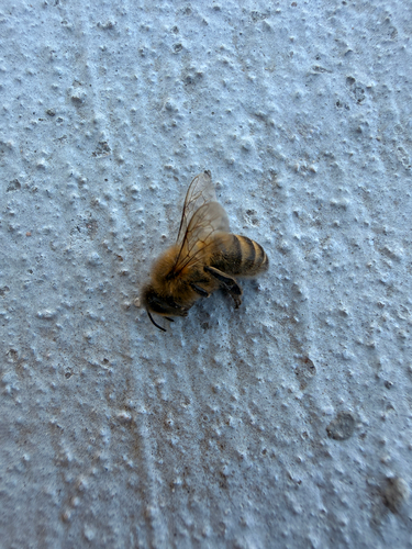 Western Honey Bee