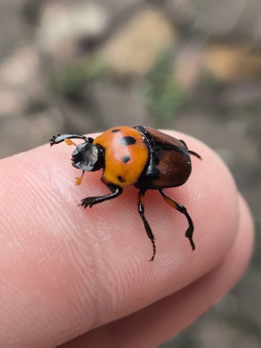 Canthon quinquemaculatus
