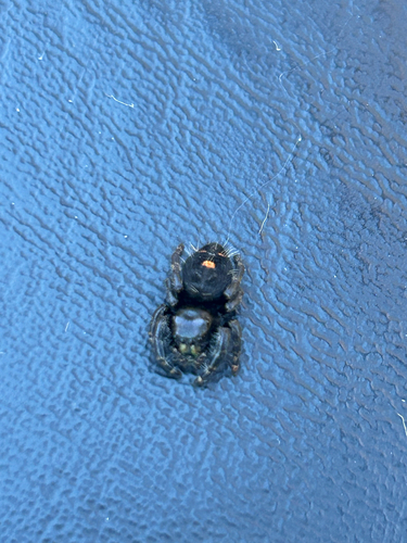 Bold Jumping Spider