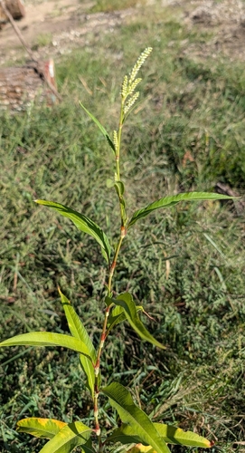 pale smartweed