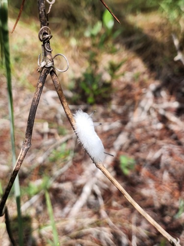 Spotted Apatelodes Moth