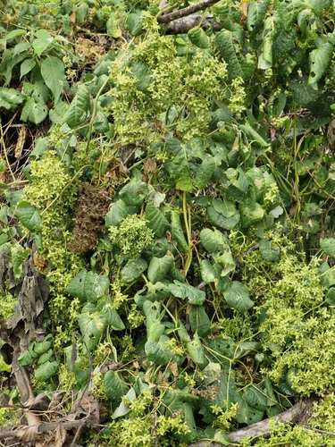Rockroot (Agdestis clematidea)
