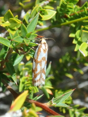 Myrascia bracteatella