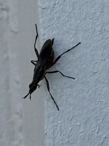 Longhorn Cactus Fly