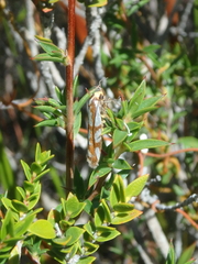 Myrascia bracteatella