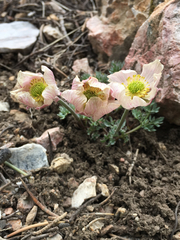 Ranunculus andersonii