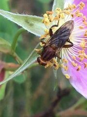 Hammerschmidtia rufa