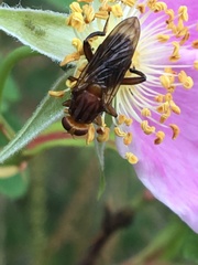 Hammerschmidtia rufa