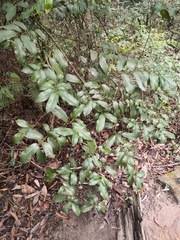 Eupomatia laurina