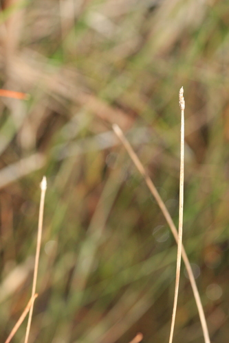 Eleocharis elliptica, 2026-09-20