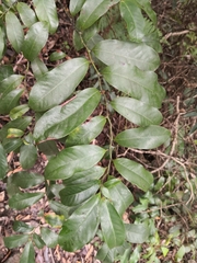 Eupomatia laurina