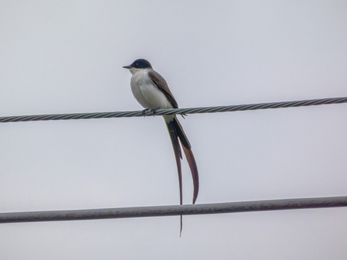 Fork-tailed Flycatcher