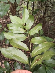 Eupomatia laurina