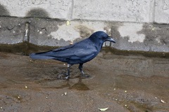 Corvus macrorhynchos