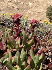 Dudleya palmeri