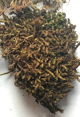 Vinealobryum vineale