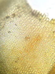 Vinealobryum vineale