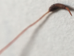 Vinealobryum vineale