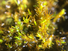 Vinealobryum vineale