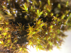 Vinealobryum vineale