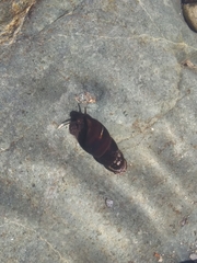 Semisulcospiridae