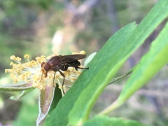 Hammerschmidtia rufa