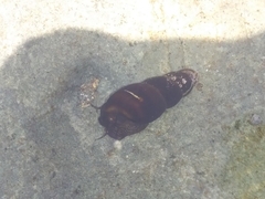 Semisulcospiridae