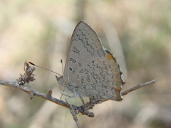 Paralucia pyrodiscus lucida