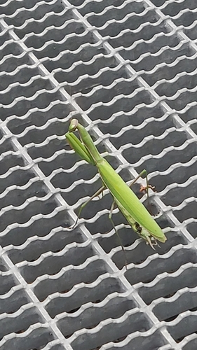 European Mantis