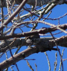Colaptes auratus auratus