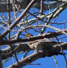Colaptes auratus auratus
