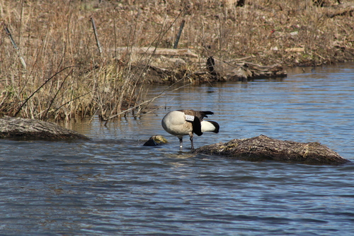 Canada Goose photographed in Illinois
