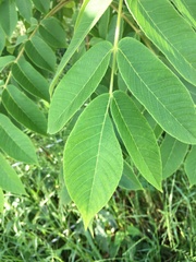 Sapindus mukorossi