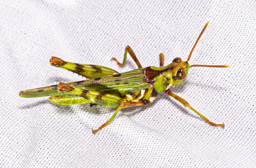 Creosote Bush Grasshopper